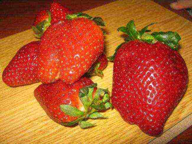 where strawberries are grown in the Leningrad region