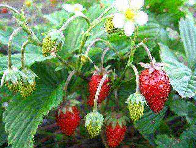 where strawberries are grown in the Leningrad region