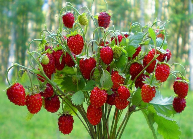 where strawberries are grown in the Leningrad region