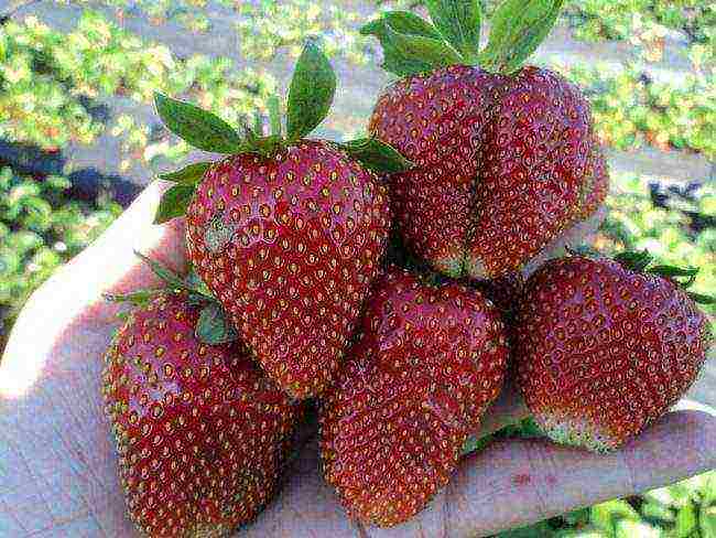 where strawberries are grown in the Leningrad region