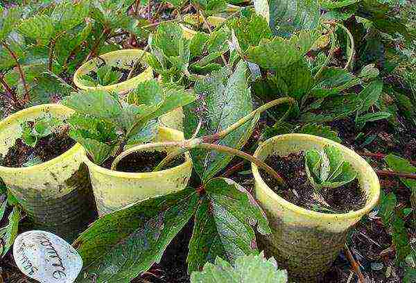 where strawberries are grown in the Leningrad region