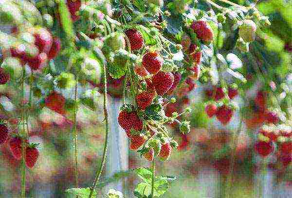 where strawberries are grown in the Leningrad region