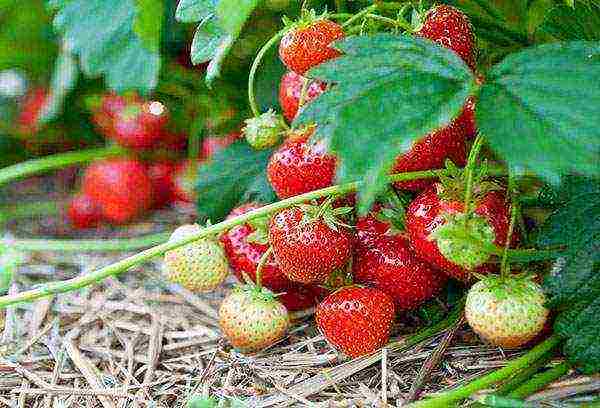 where strawberries are grown in the Leningrad region