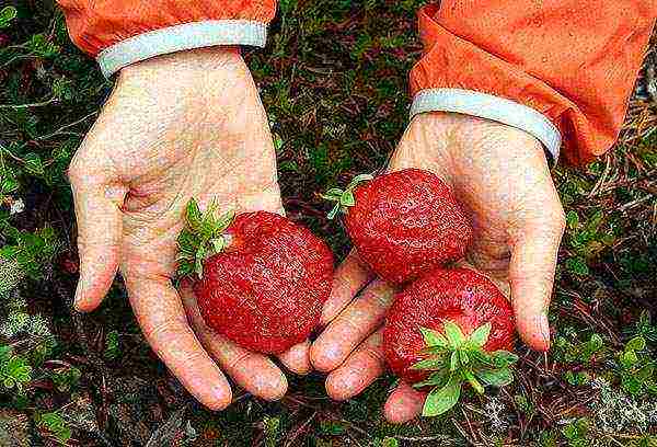 where strawberries are grown in the Leningrad region