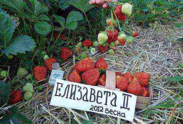 where strawberries are grown in the Leningrad region