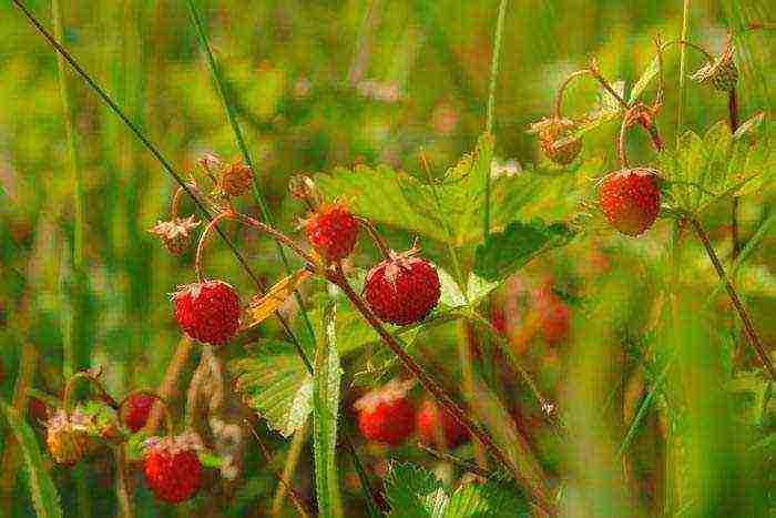 where strawberries are grown in the Leningrad region