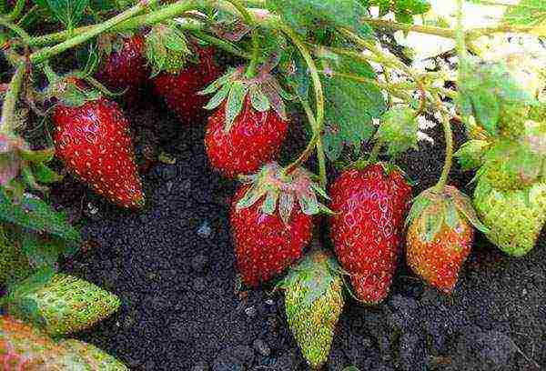 where strawberries are grown in the Leningrad region