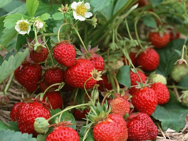 where strawberries are grown in the Leningrad region