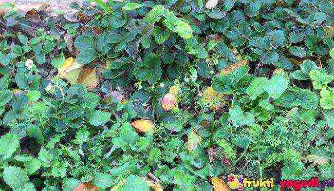 where strawberries are grown in the Leningrad region