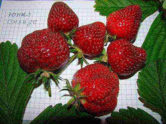 where strawberries are grown in the Leningrad region