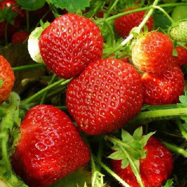 where strawberries are grown in the Leningrad region