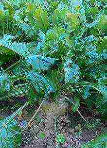 where sugar beets are grown in russia in russia