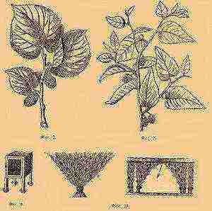 where cotton is grown and sericulture is developed