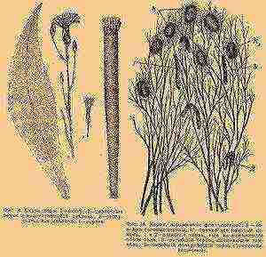 where cotton is grown and sericulture is developed