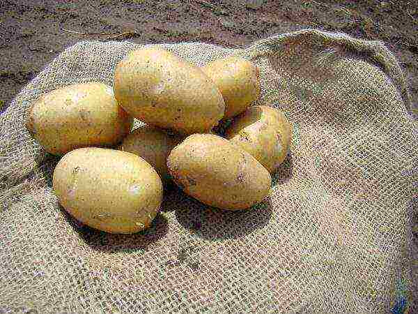 where potatoes are grown in the Leningrad region