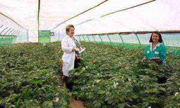 where potatoes are grown in the Leningrad region