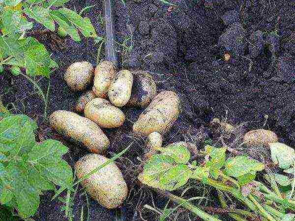 kung saan pinatubo ang patatas sa rehiyon ng Leningrad