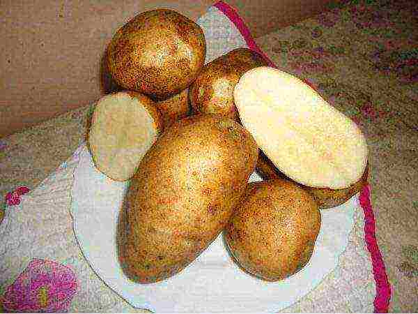 where potatoes are grown in the Leningrad region