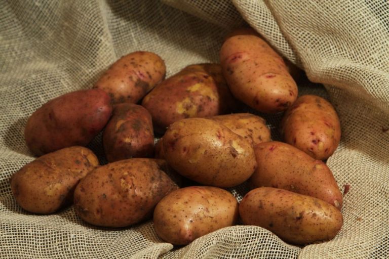 where potatoes are grown in the Leningrad region