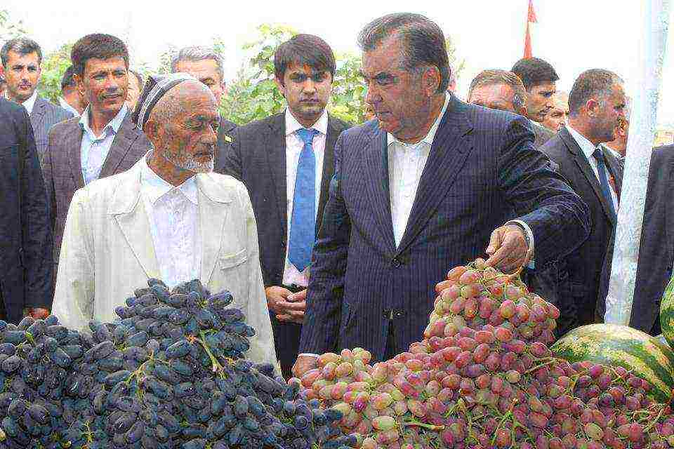 where the best grapes are grown in Tajikistan