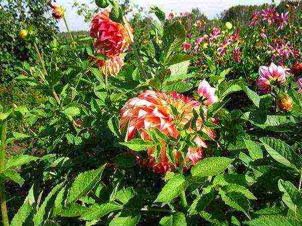 dahlias planting and care in the open field in siberia