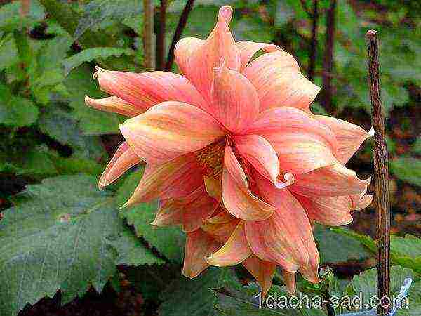 dahlias planting and care in the open field in siberia