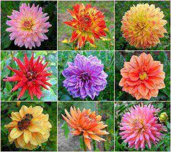 dahlias planting and care in the open field in siberia