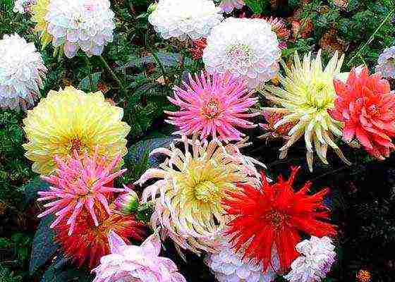 dahlias planting and care in the open field in siberia