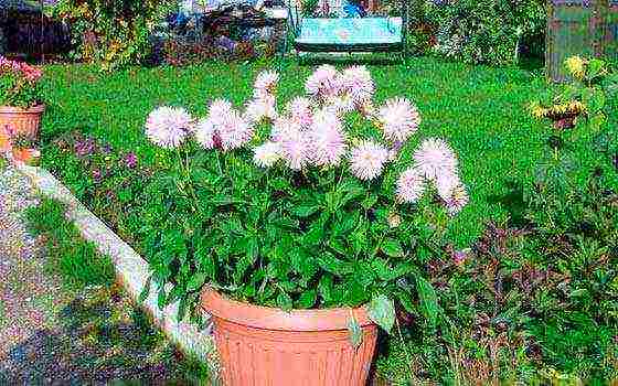 dahlias planting and care in the open field in siberia