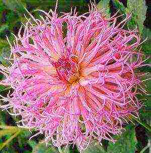 dahlias planting and care in the open field in siberia