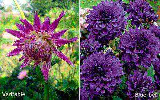 dahlias planting and care in the open field in siberia