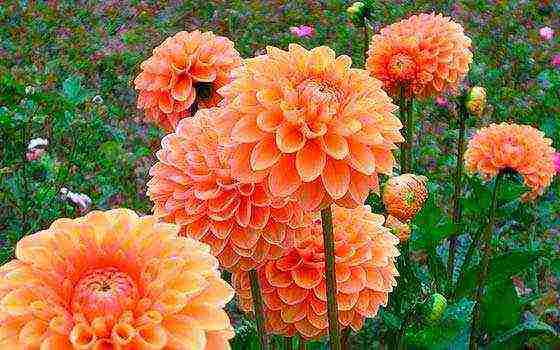 dahlias planting and care in the open field in siberia