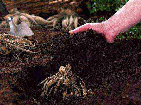 dahlias planting and care in the open field in siberia