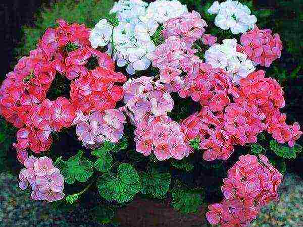 geranium seeds best varieties