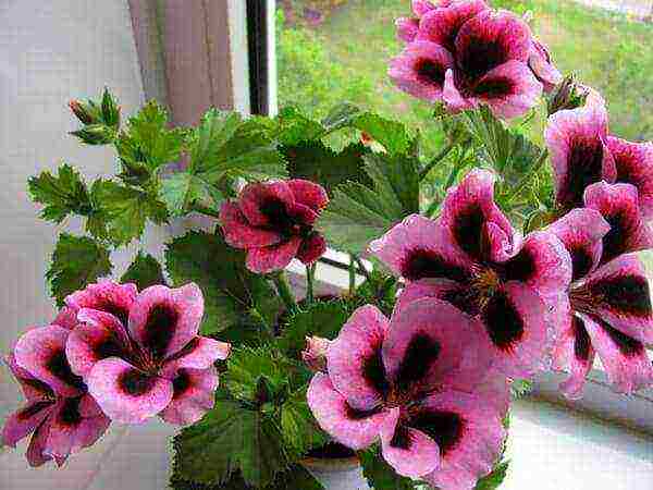 geranium seeds best varieties