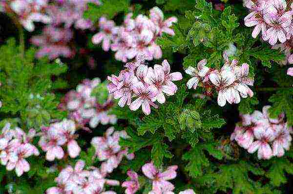 geranium seeds best varieties