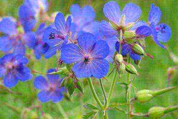 geranium seeds best varieties