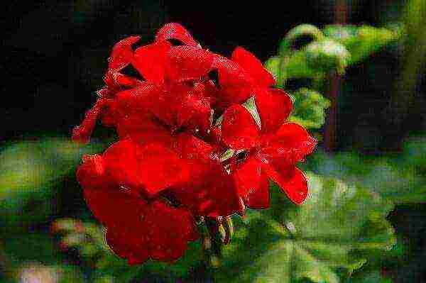 geranium seeds best varieties