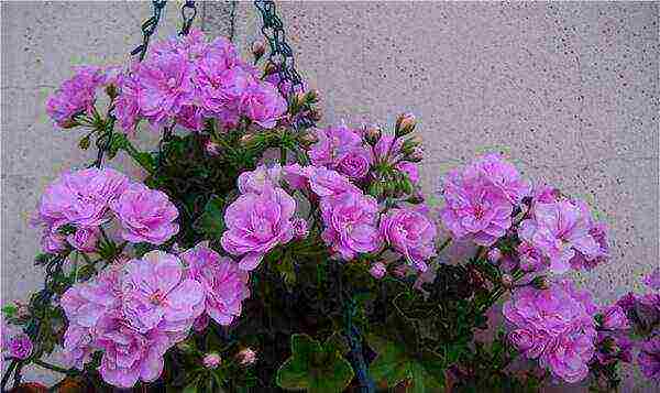 geranium seeds best varieties