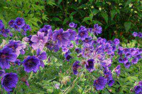 geranium seeds best varieties