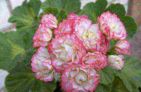 geranium seeds best varieties