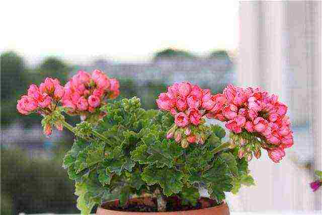 geranium seeds best varieties