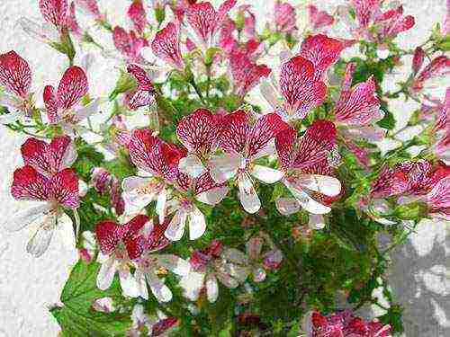 geranium seeds best varieties