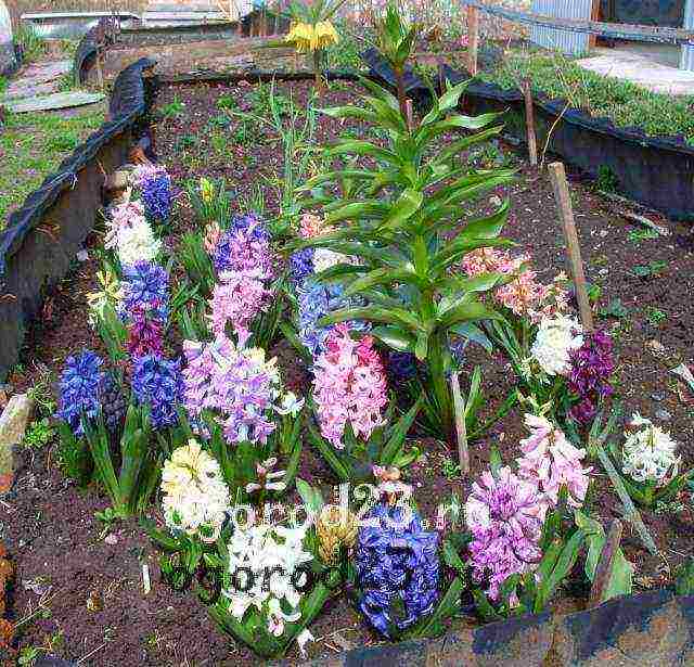 hyacinths planting and care in the open field when to plant