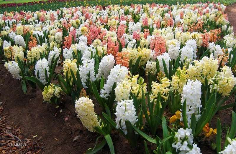 ang mga hyacinth ay nagtatanim at nangangalaga sa bukas na bukid kung kailan magtanim