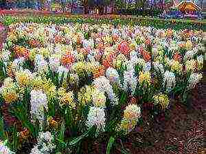 hyacinths planting and care in the open field when to plant