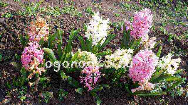 hyacinths planting and care outdoors in spring after flowering