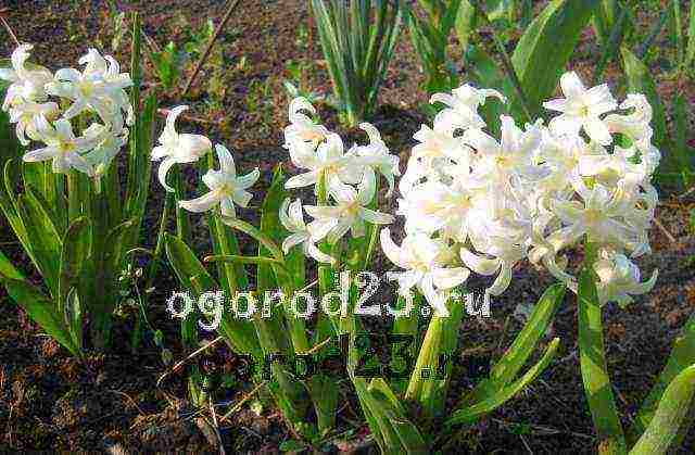 hyacinths planting and care outdoors in spring after flowering