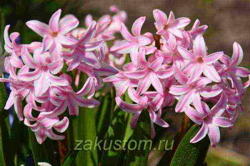 hyacinths planting and care outdoors in spring after flowering