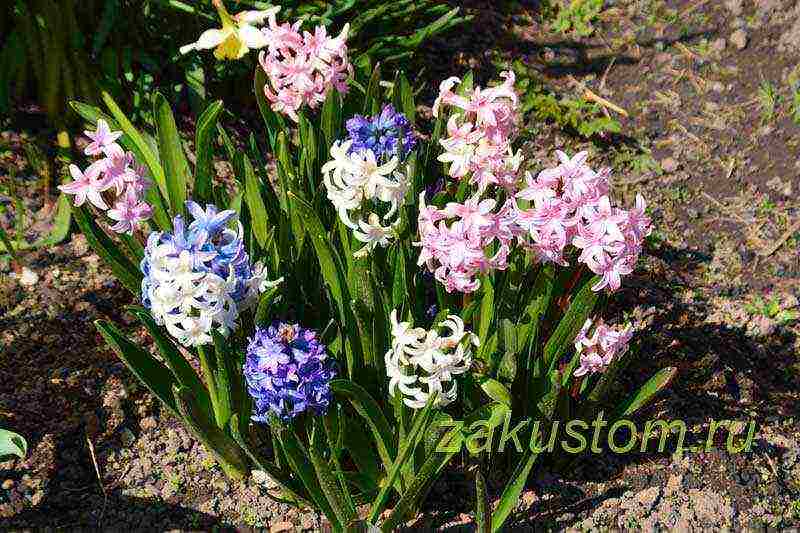 ang mga hyacinth ay nagtatanim at nangangalaga sa labas ng bahay sa tagsibol pagkatapos ng pamumulaklak